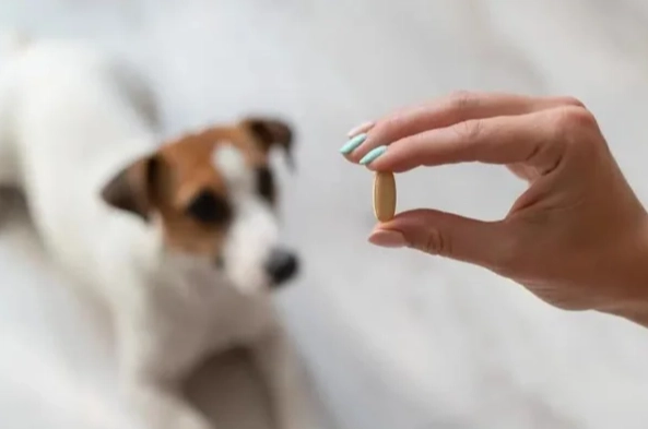 狗狗酵母菌感染症狀