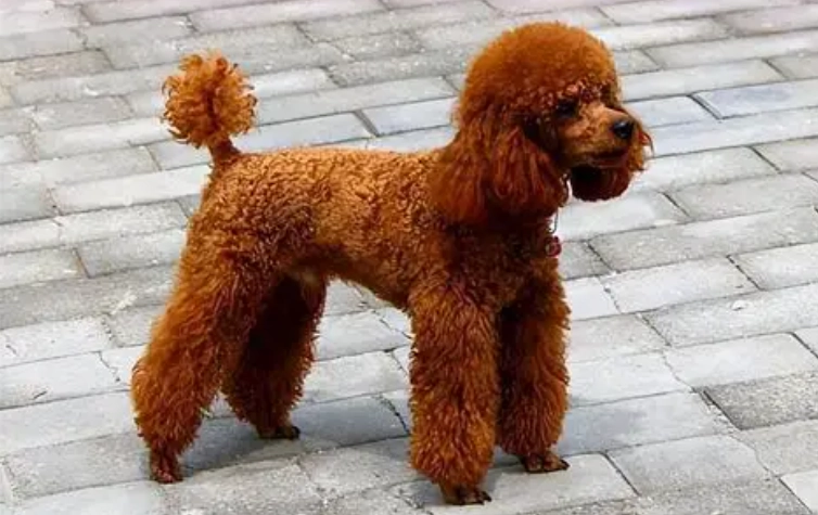 如何延長狗壽命