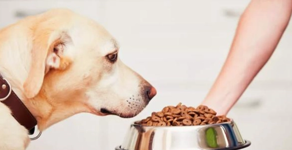 狗狗蛋白質需求