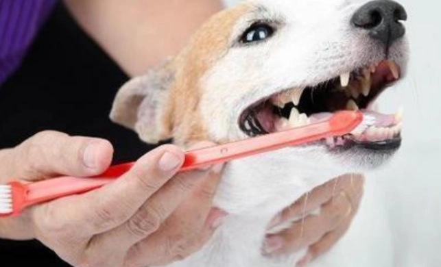 狗狗牙病預防 狗狗牙病預防