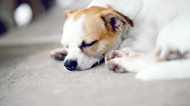 狗狗皮膚酵母菌感染