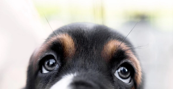 角膜受傷恢復時間