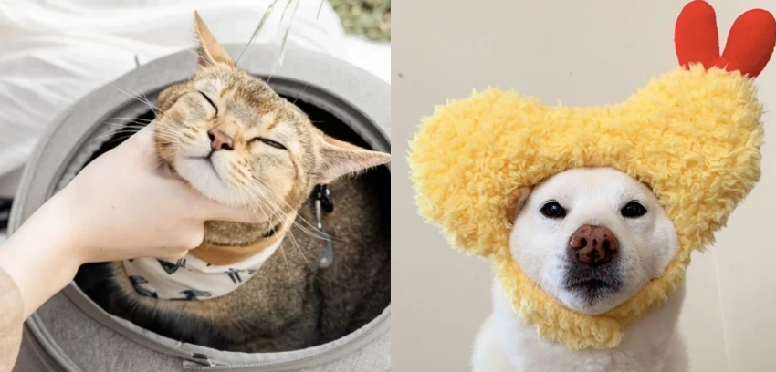 寵物呼吸系統照顧