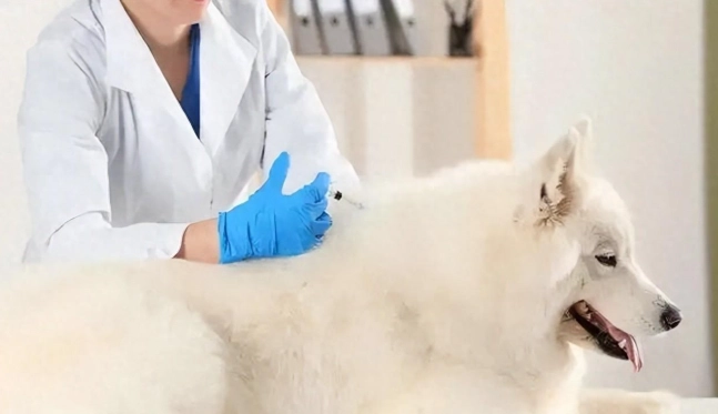 犬隻預防針間隔