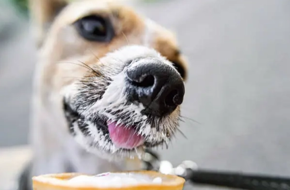 益生菌對寵物的好處