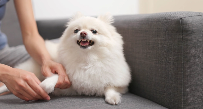 狗泌尿系統疾病