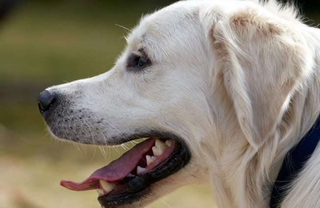 狗狗牙病預防 狗狗牙病預防