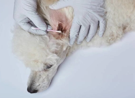 狗狗酵母菌感染症狀