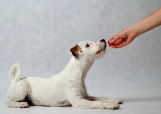 狗狗益生菌過量