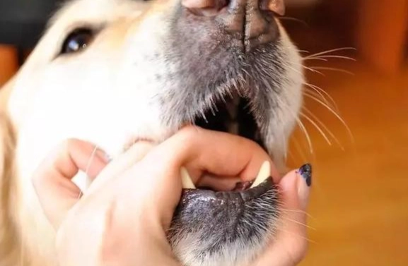 狗狗刷牙技巧 狗狗刷牙技巧