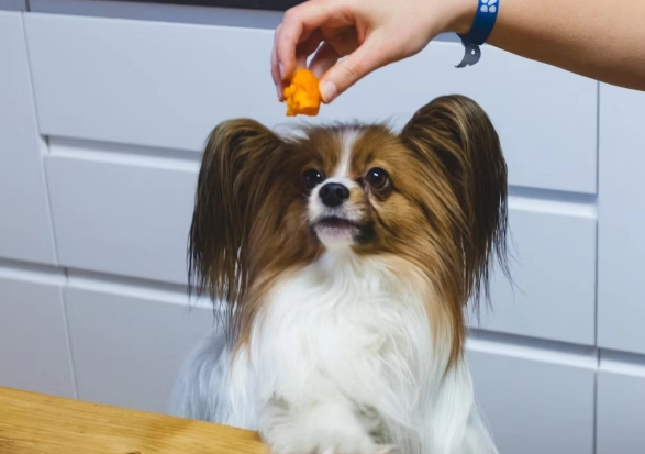 甜椒對狗有毒嗎