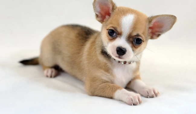 幼犬照顧注意事項