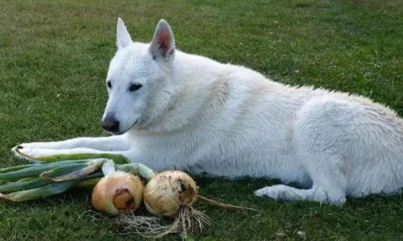 狗狗可以吃甜椒嗎