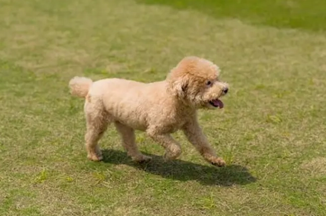 貴賓犬體型比較