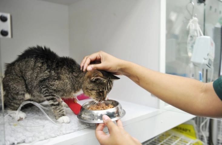 寵物營養師培訓