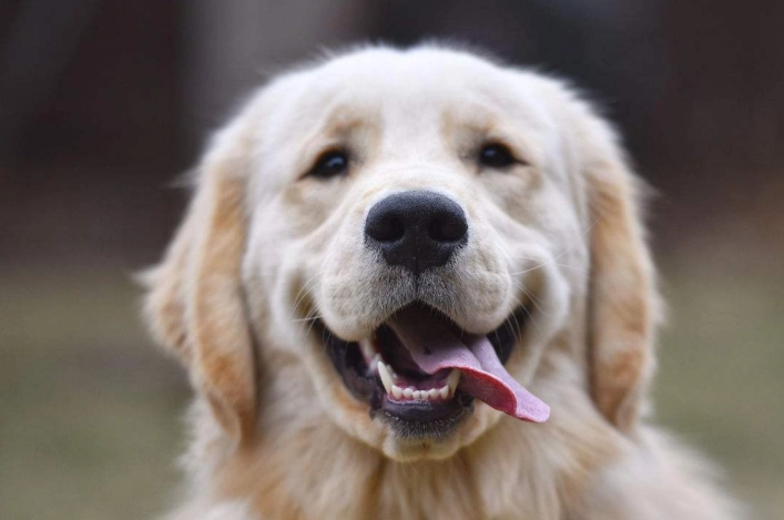 黑便狗處理方法