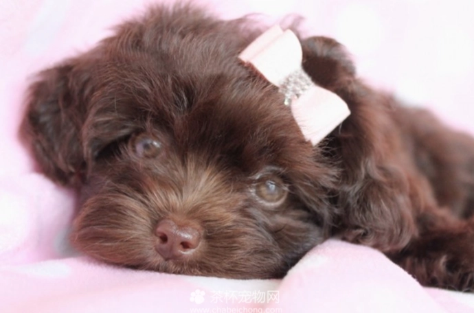 茶杯貴賓健康問題