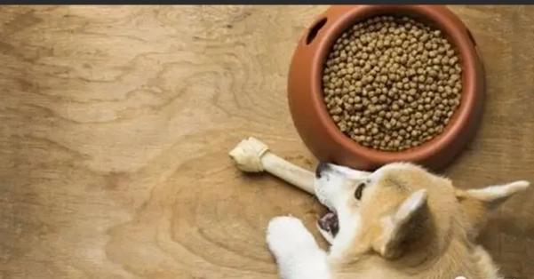 狗狗蛋白質需求