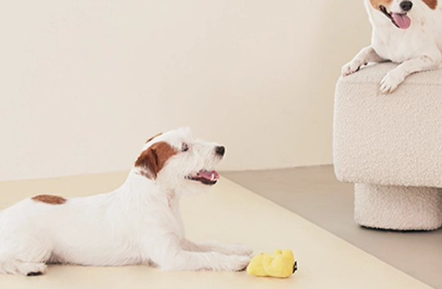 分離焦慮症症狀