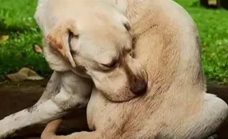 狗狗體內驅蟲 狗狗體內驅蟲