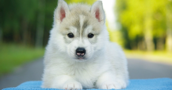 小型犬氣管問題 小型犬氣管問題