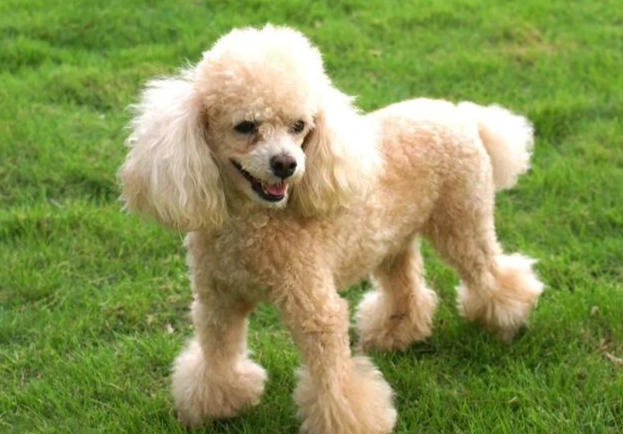 貴賓犬選擇技巧