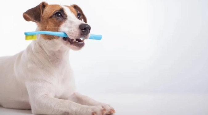 狗狗洗牙注意事項