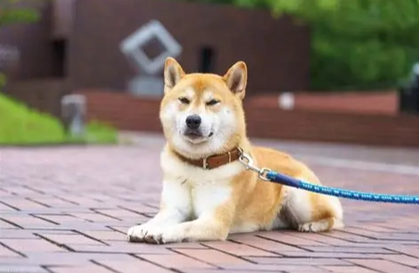 狗狗肚子咕嚕叫