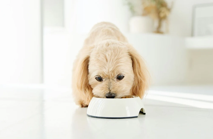 狗狗吃蝦殼安全嗎 狗狗吃蝦殼安全嗎