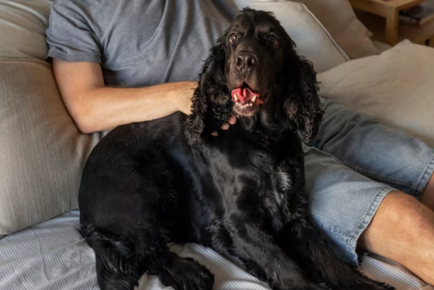 老年犬體重下降