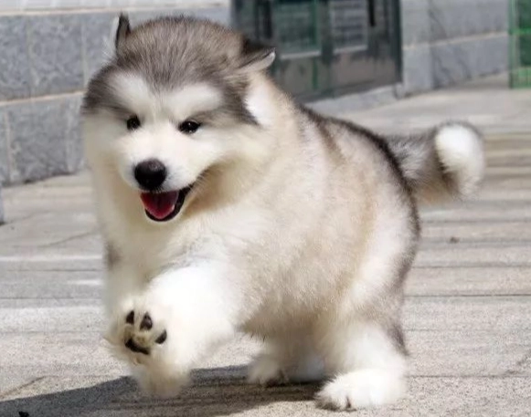 黑便狗處理方法