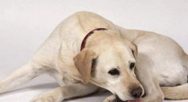 狗狗呼吸道問題