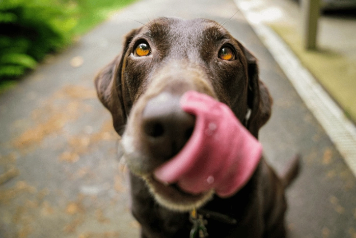 狗吃人的益生菌安全嗎
