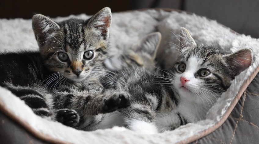 幼貓驅蟲方法 幼貓驅蟲方法