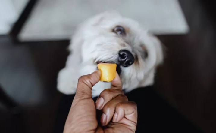 狗咳不出來原因