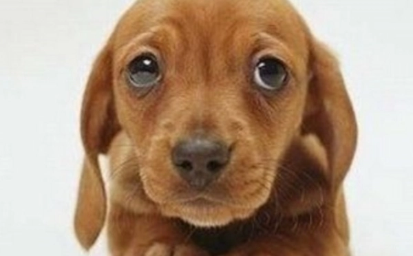 狗狗眼睛護理方法