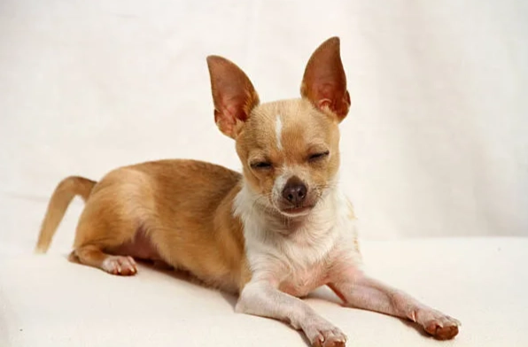 吉娃娃標準體重