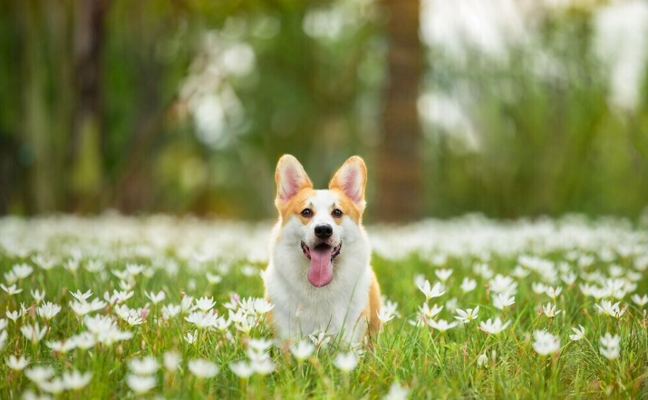 狗狗腸胃出血治療