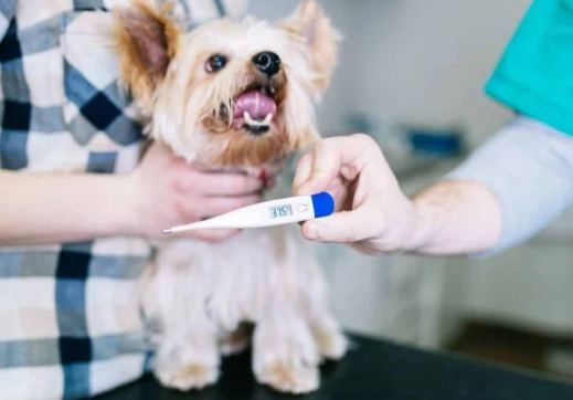 寵物預防針重要性