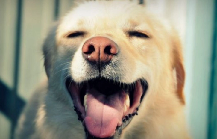 狗狗眼睛發炎症狀