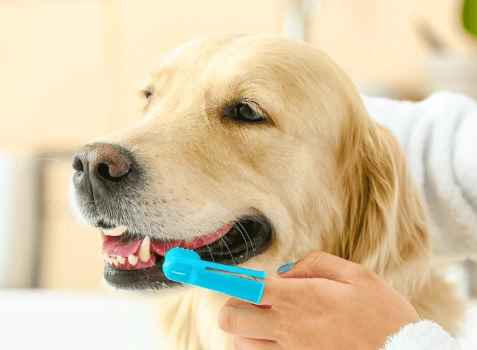 狗刷牙