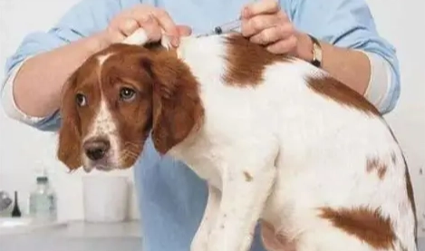 狗狗驅蟲藥頻率 狗狗驅蟲藥頻率