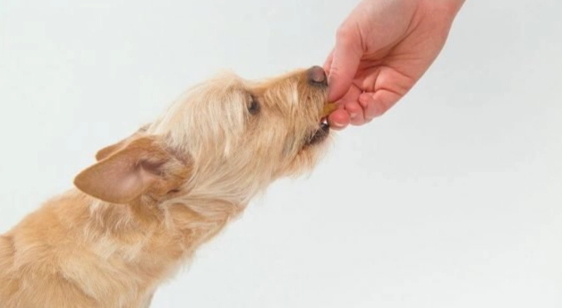 狗腸胃蠕動聲音