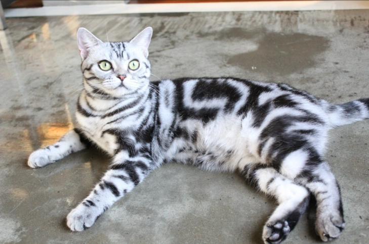 寵物寄生蟲防治