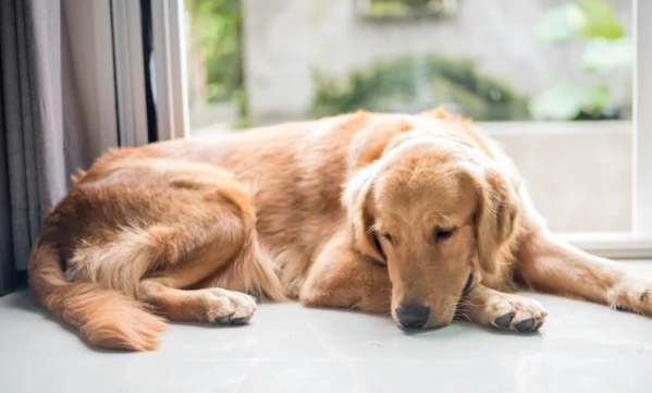 寵物驅蟲多久一次 寵物驅蟲多久一次