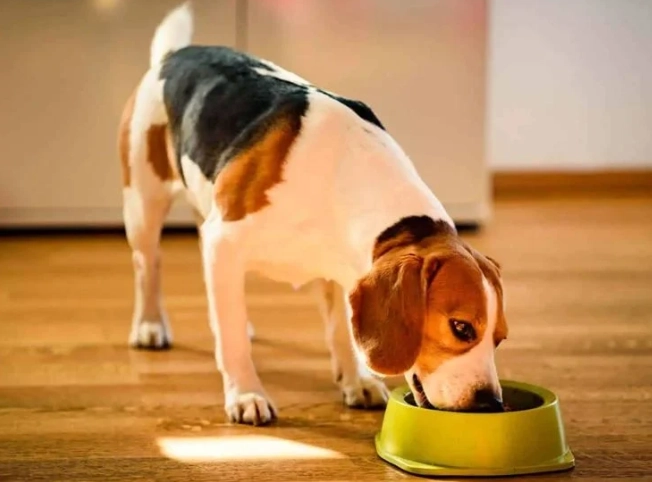 狗吃人的益生菌安全嗎