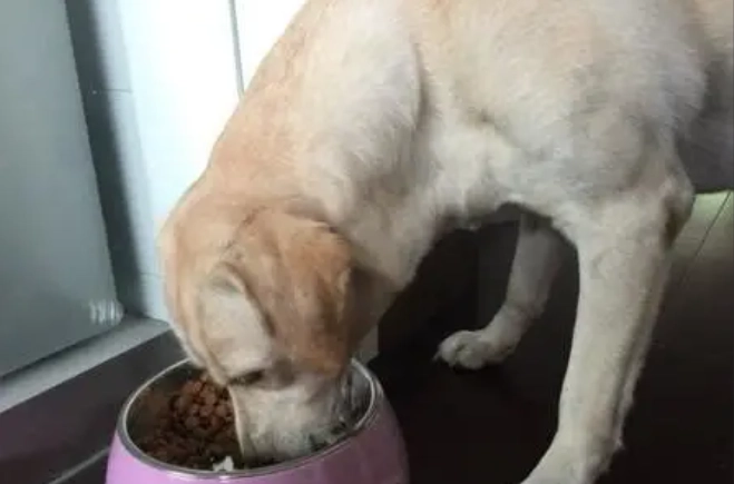 狗腸胃蠕動聲音