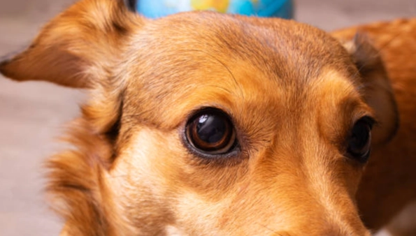 狗狗眼睛透明膜