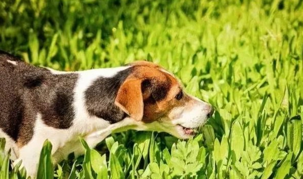 冬瓜對狗的好處