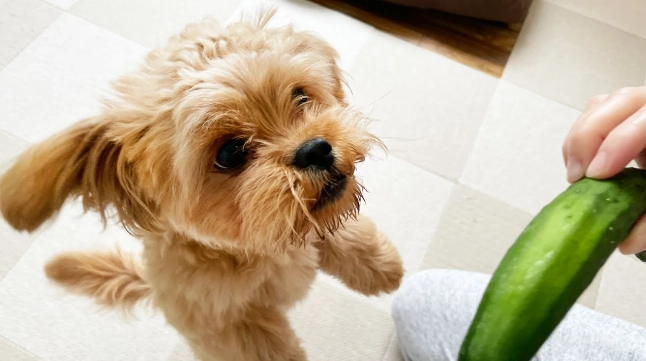 小黃瓜對狗的好處